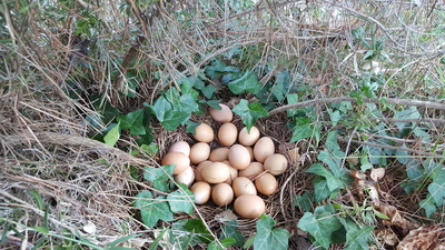 Oeufs cachés Oeufs cachés