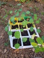 La capucine La capucine