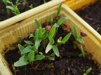 Jeunes pousses de coriandre Jeunes pousses de coriandre
